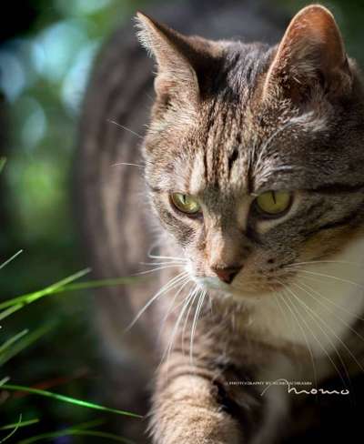 40.Collagen Challenge - Hundefreunde-Beitrag-Bild