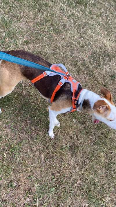 Wie sitzt mein Geschirr?-Beitrag-Bild