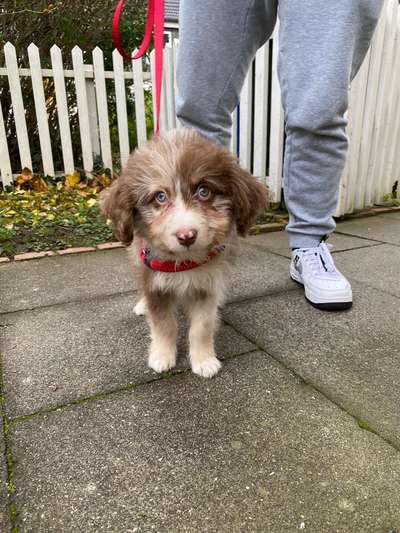 Fotochallenge - fremde Hunde-Beitrag-Bild