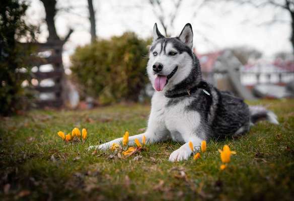 Challenge 23 : "  Euer Hund beim Frühlingserwachen "-Beitrag-Bild