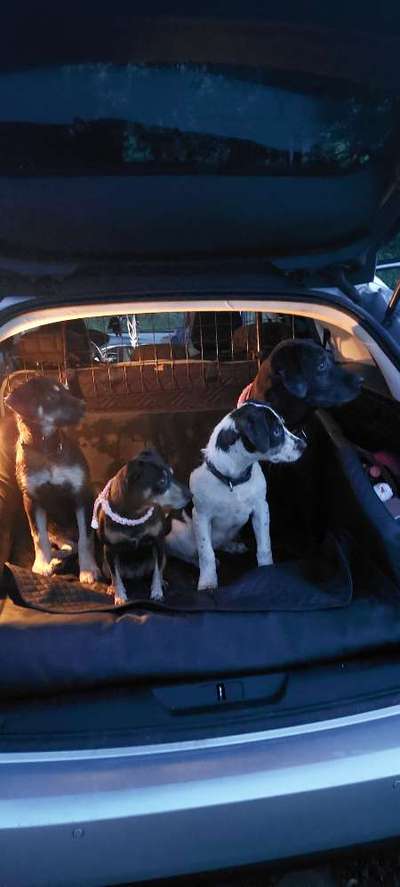 Hundetreffen-Welpentreffen,Gassirunde,sich Austauschen und eine schöne Zeit mit den Hunden verbringen.-Bild