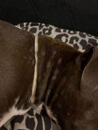 Hund hat Ausschlag-Beitrag-Bild