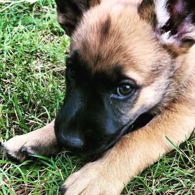 Welpen Bilder !-Beitrag-Bild