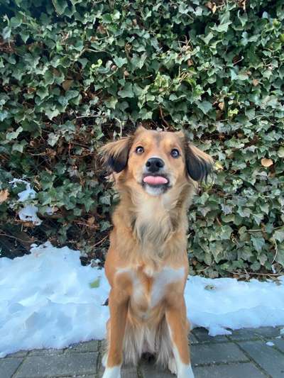 Die Dogorama-Wochen-Challenge "Die schönste Grimasse"-Beitrag-Bild