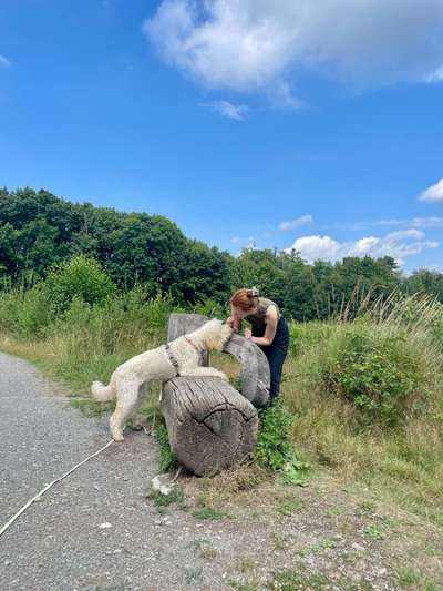 Hundetreffen-Trainingstreffen-Bild