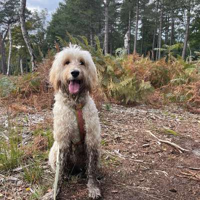 Hundetreffen-Training / Spazieren / Spielen-Bild