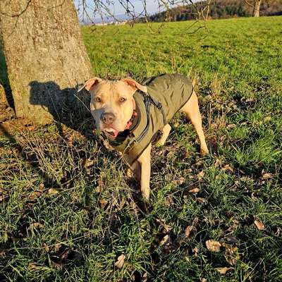 Hundetreffen-Social Walk Kreis Bochum-Bild