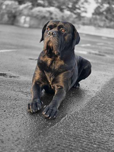Hundetreffen-Mutiger Begleiter sucht neue Freunde-Bild
