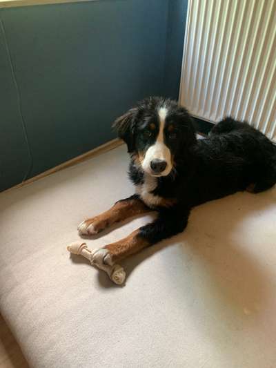 Berner Sennen-Beitrag-Bild