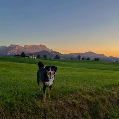 Hundetreffen-Gemeinsamer Spaziergang & Spielen - Konradsreuth & Umgebung-Bild