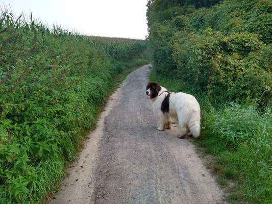 Landseer-Beitrag-Bild