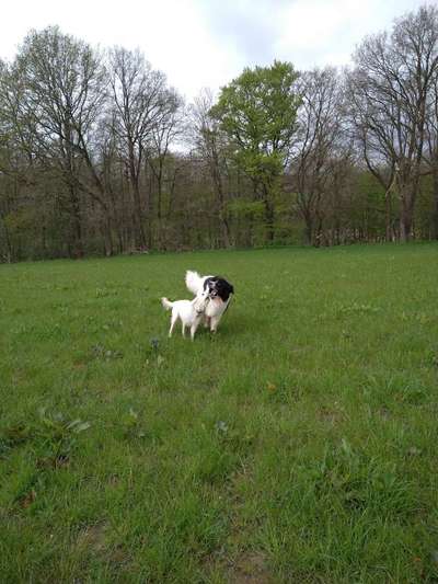 Landseer-Beitrag-Bild