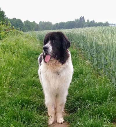 Landseer-Beitrag-Bild