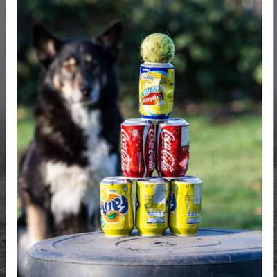 Giftköder-Dogs wanna have Fun - Crossdogging-Bild