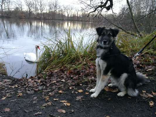 Dogorama-Monats-Challenge-Mai "Wasser"-Beitrag-Bild