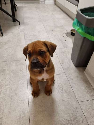 Mischlinge raten - Rätselspaß-Beitrag-Bild