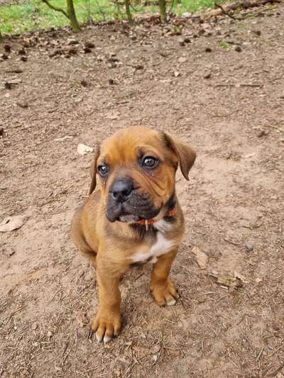 Labradorfans-Beitrag-Bild