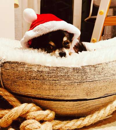 Dogorama Photo Challenge - Nikolaus-Beitrag-Bild