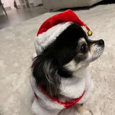 Hundetreffen-Chihuahuas und kleine Hunde unter sich-Bild