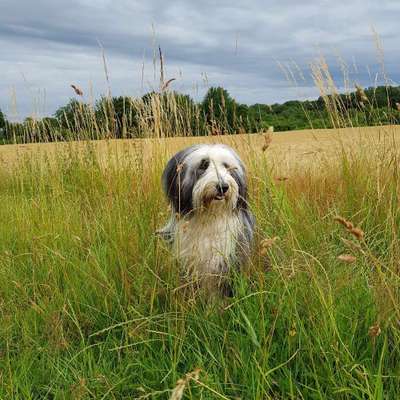 Hundetreffen-Beardedtreffen in Moers-Bild