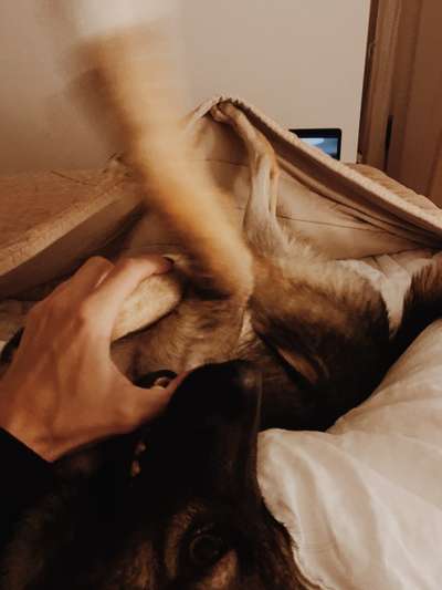 Die Dogorama Wochen Challenge-Beitrag-Bild