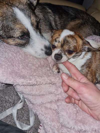 Wo sind die Chihuahua Besitzer ?-Beitrag-Bild