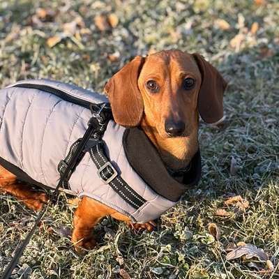 Hundetreffen-Gassi- und Spielrunden rund um den Max-Eyth-See 🐶