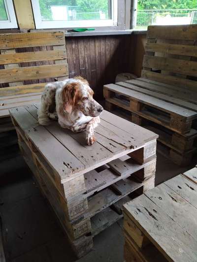 Englisch Setter?-Beitrag-Bild