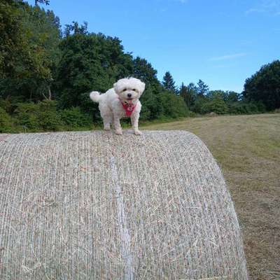 Hundetreffen-Spielkameraden gesucht-Bild