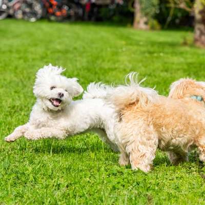 Hundetreffen-Spielkameraden gesucht-Bild