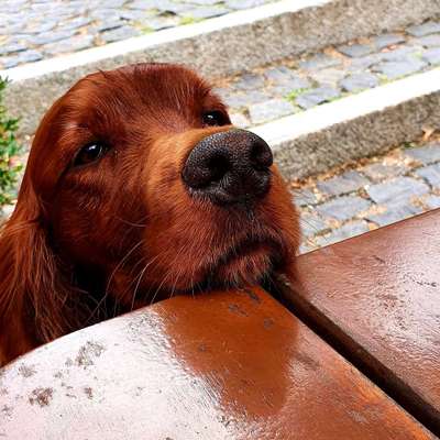 Englisch Setter?-Beitrag-Bild