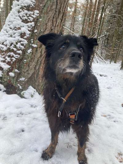 Altdeutsche Hütehunde-Beitrag-Bild