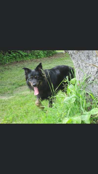 Altdeutsche Hütehunde-Beitrag-Bild