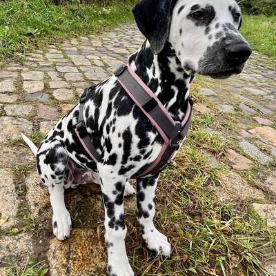 Hundetreffen-Gassi Runde mit souveränen Hunden-Bild