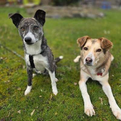 Hundetreffen-Gemütlicher Spaziergang-Bild