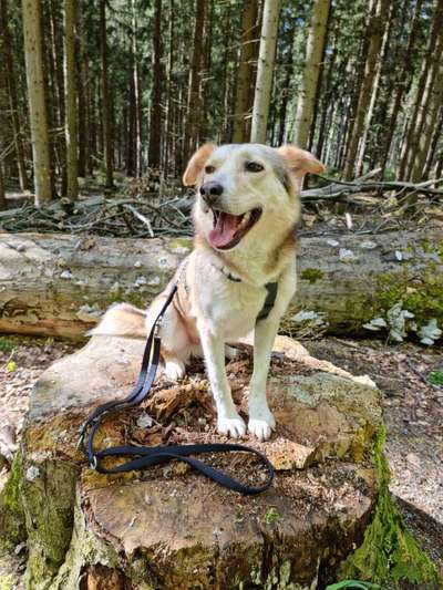 Hundetreffen-Gemütlicher Spaziergang-Bild