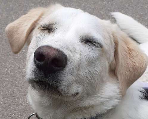 Lustigsten Grimassen von euren Hunden-Beitrag-Bild