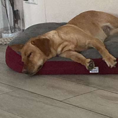 Hundetreffen-Charmantes Labbi Mädchen sucht Spielgefährten-Bild