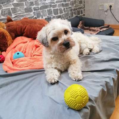 Hundetreffen-Spielfreundin gesucht