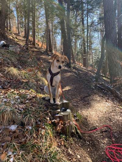 Fotochallenge No. 26                                     Wald und Wiese-Beitrag-Bild