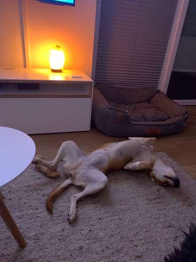 Windhunde - Treffen der besonderen Schönheiten
HERZLICH WILLKOMMEN-Beitrag-Bild