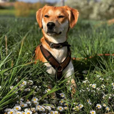 Die Dogorama Monats Challenge "Es grünt und blüht"-Beitrag-Bild