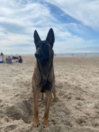 Zeigt eure Malinois!!!-Beitrag-Bild