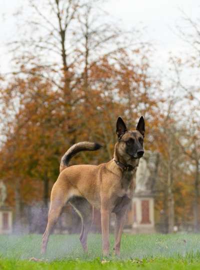 Zeigt eure Malinois!!!-Beitrag-Bild