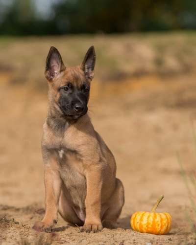 Zeigt eure Malinois!!!-Beitrag-Bild