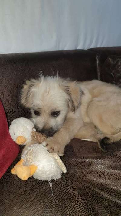 12. Farben Foto Challenge --- Braun-Beitrag-Bild