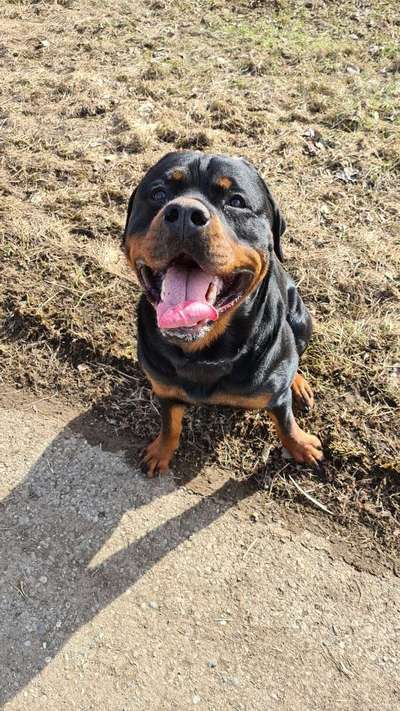 Rottweiler/-Mischlinge-Beitrag-Bild