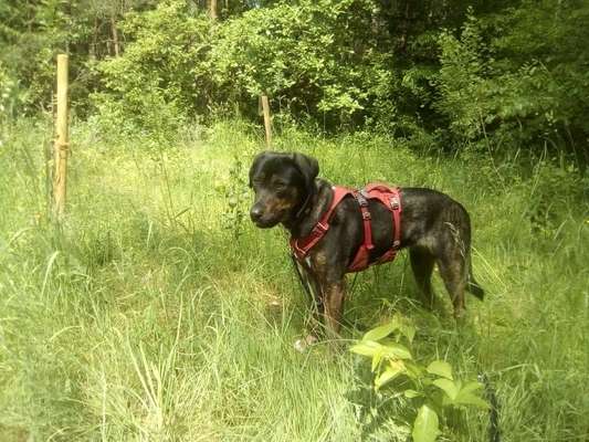 Hundetreffen-Gassirunde-Bild