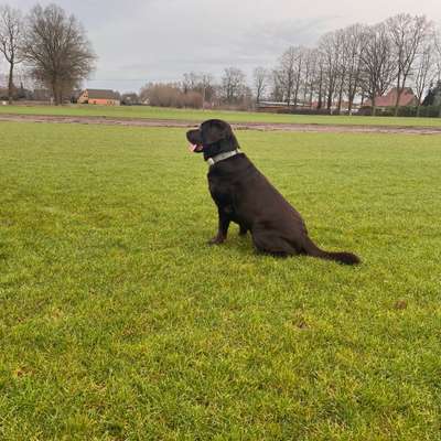 Giftköder-Hundephysiotherapie-Bild