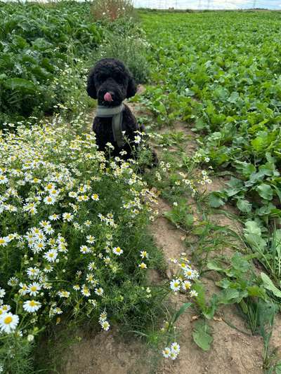 Hundetreffen-Gemeinsamer Spaziergang-Bild